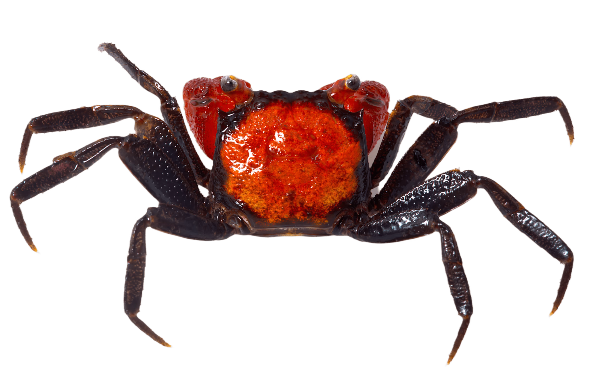 red-devil-sau-2560