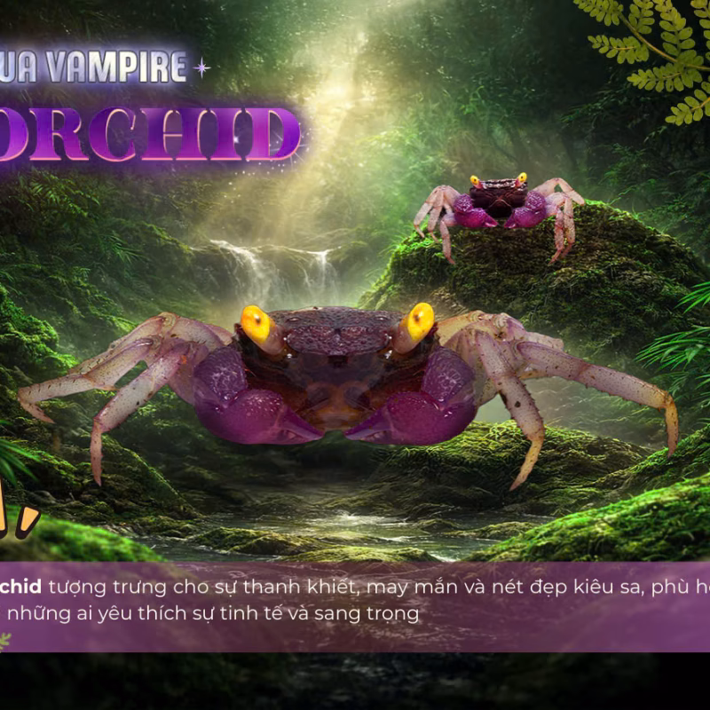 Cua Vampire Orchid - Cua Ma Cà Rồng