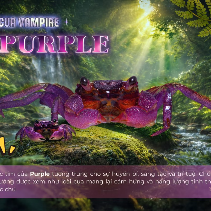Cua Vampire Purple - Cua Ma Cà Rồng