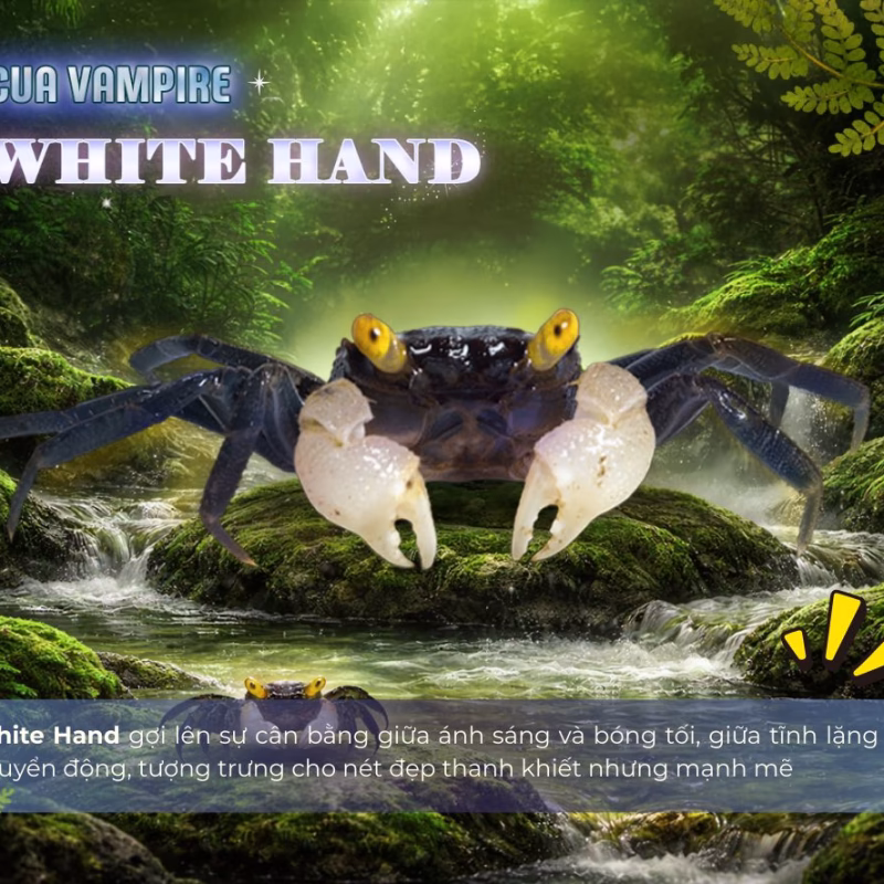 CUA VAMPIRE - White Hand - Cua ma cà rồng