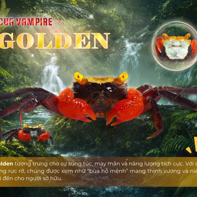 Cua Vampire Golden - Cua Ma Cà Rồng