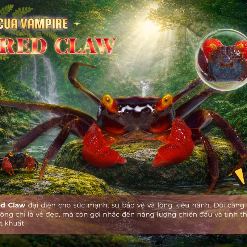 Cua Vampire Red Claw - Cua Ma Cà Rồng