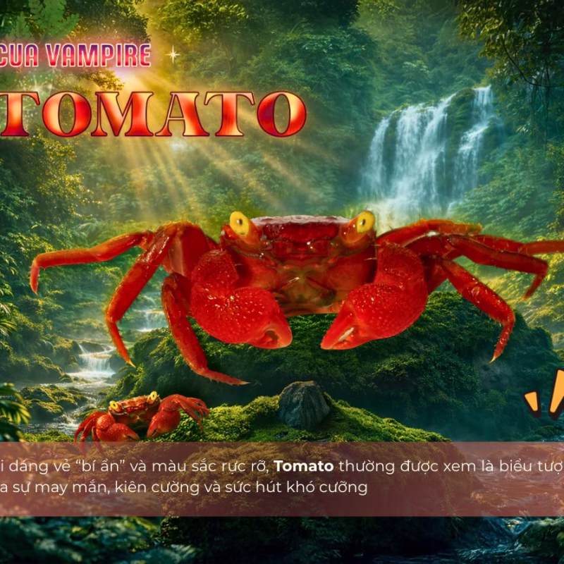 Cua Vampire Tomato - Cua Ma Cà Rồng