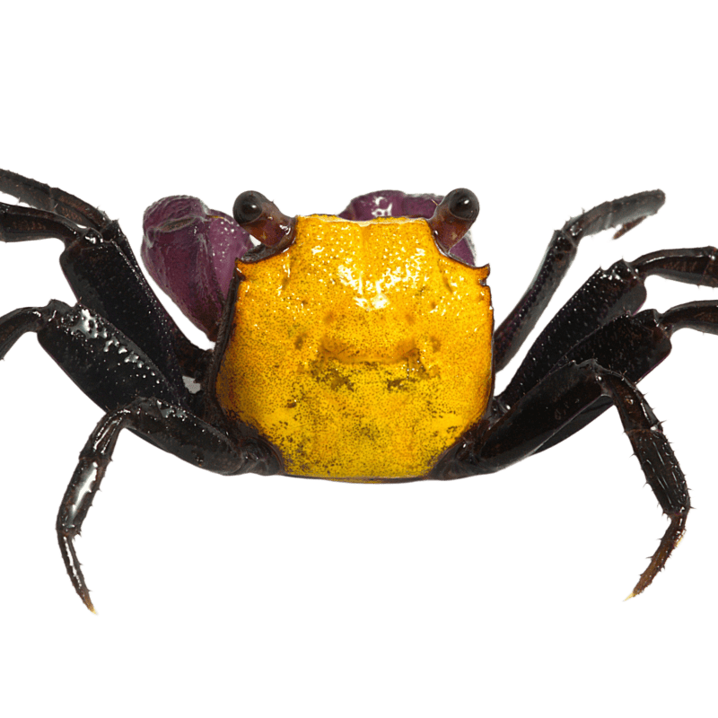 Vampire Crab - Lemon