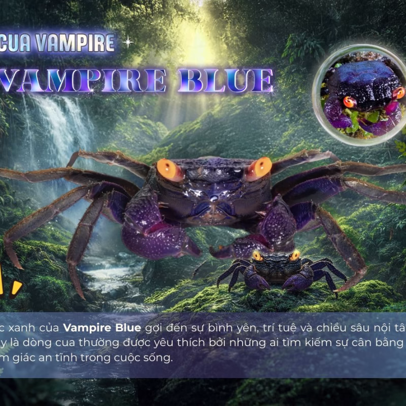 Cua Vampire Vampir Blue - Cua Ma Cà Rồng