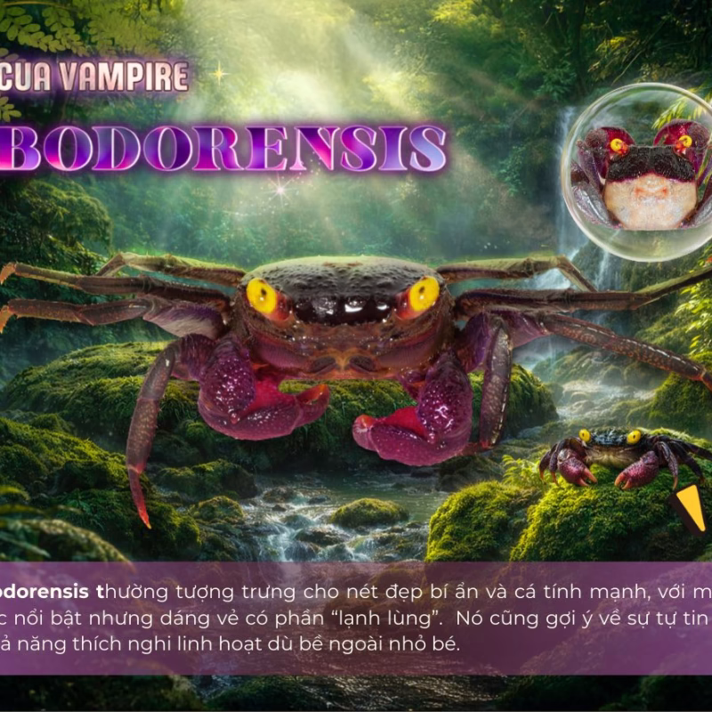 Cua Vampire Bodorensis - Cua Ma Cà Rồng