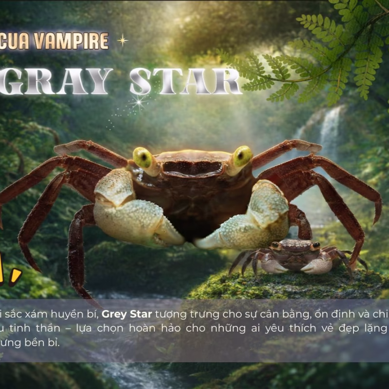 Cua Vampire Gray Star - Cua Ma Cà Rồng