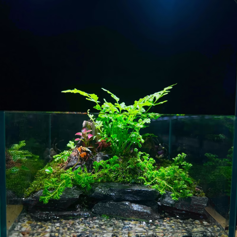 Hồ Bán Cạn 20x20x20 kèm đèn