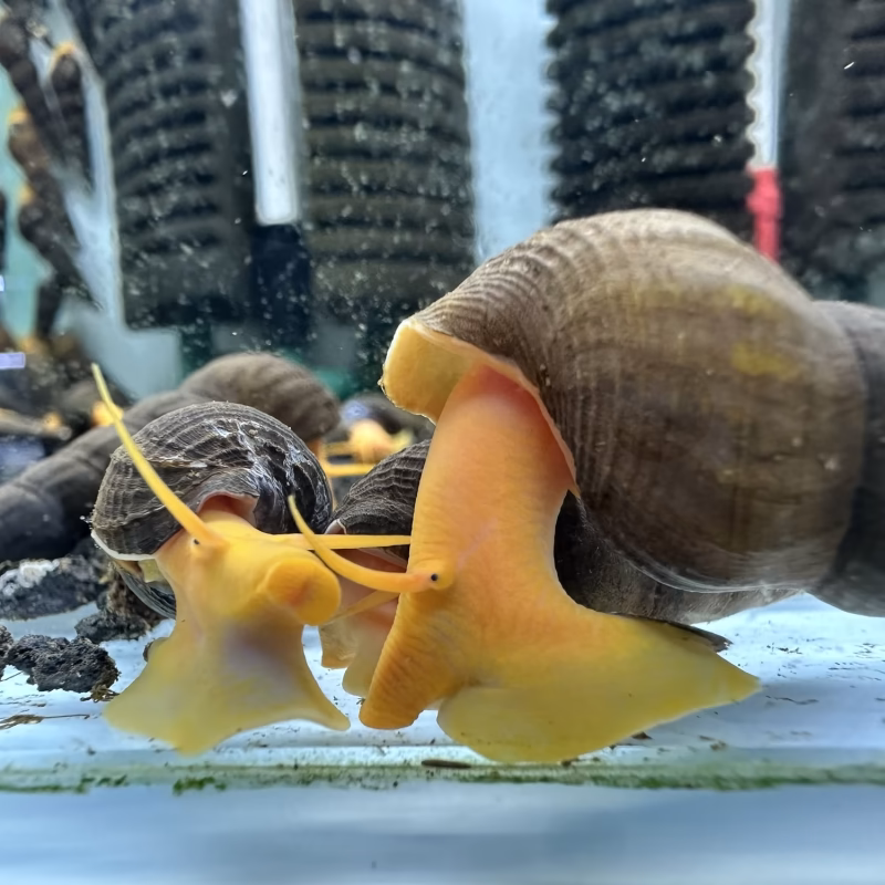 Ốc Sula Cam – Orange Sulawesi Snail – Orange Poso Snail