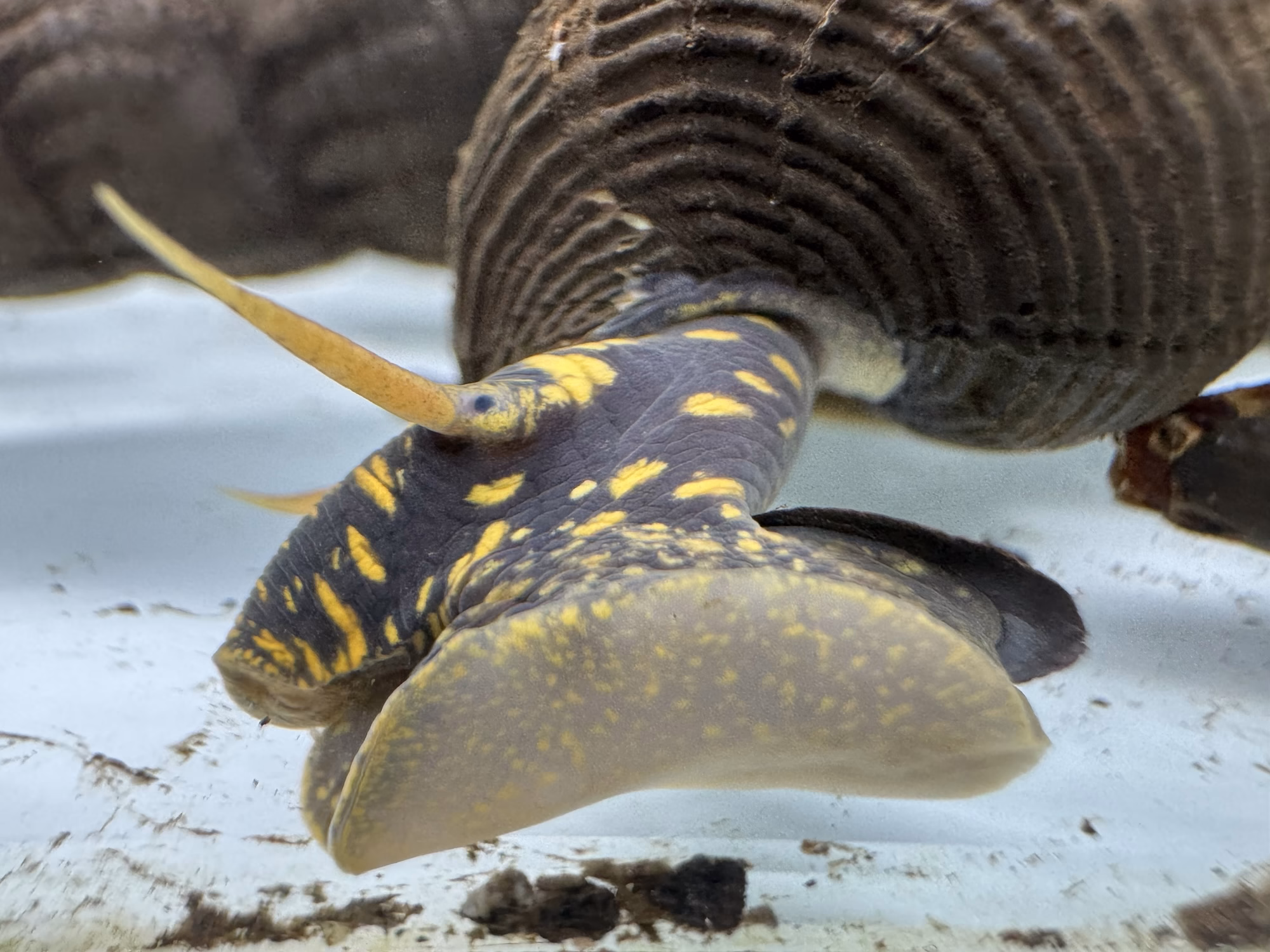 Ốc Sula Đốm Vàng – Yellow Spotted Sulawesi Snail – Yellow Spotted Poso Snail - Ảnh 4