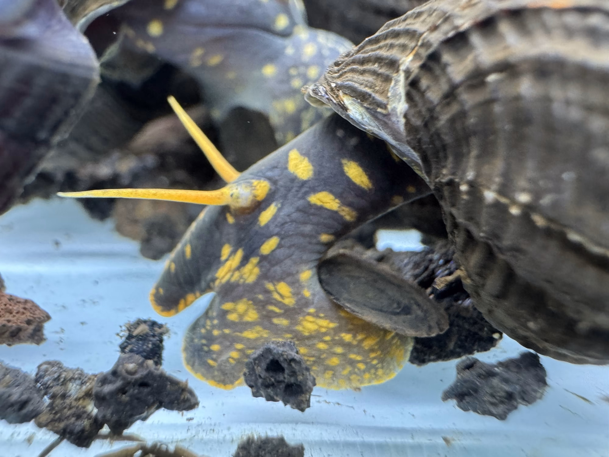 Ốc Sula Đốm Vàng – Yellow Spotted Sulawesi Snail – Yellow Spotted Poso Snail - Ảnh 6