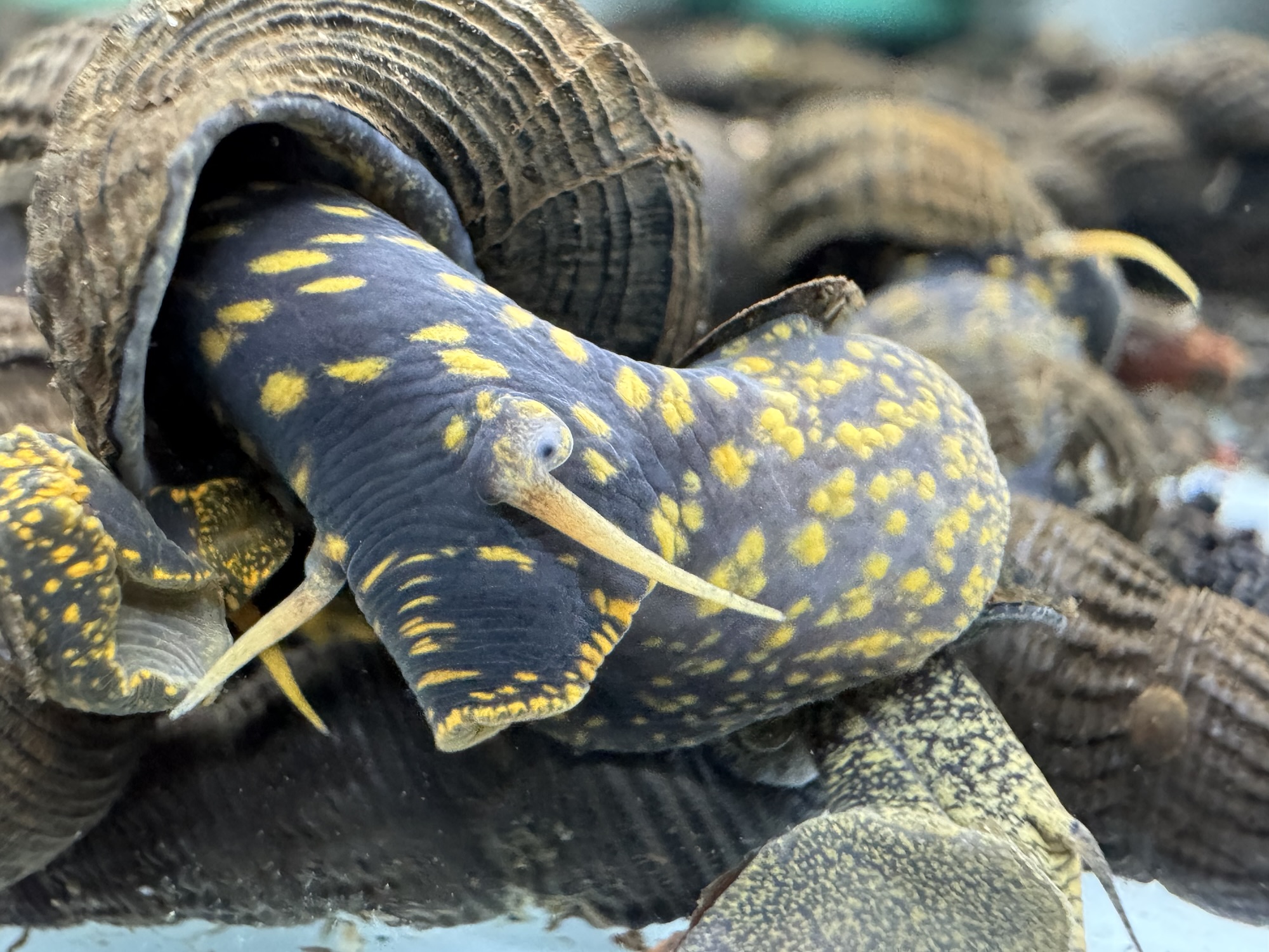 Ốc Sula Đốm Vàng – Yellow Spotted Sulawesi Snail – Yellow Spotted Poso Snail - Ảnh 3