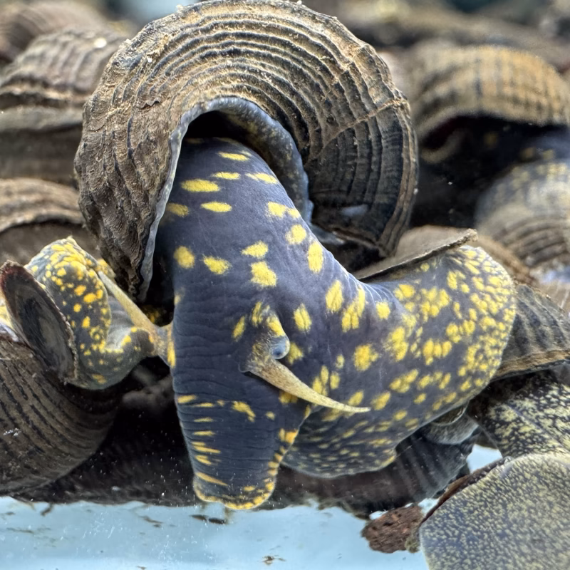 Ốc Sula Đốm Vàng – Yellow Spotted Sulawesi Snail – Yellow Spotted Poso Snail