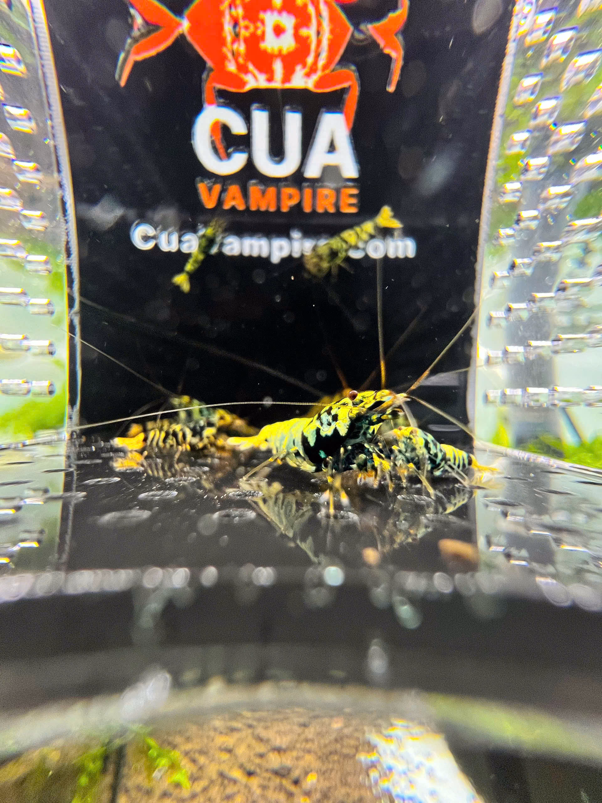 Box Tép - Dễ quan sát, tiện dụng - Ảnh 4