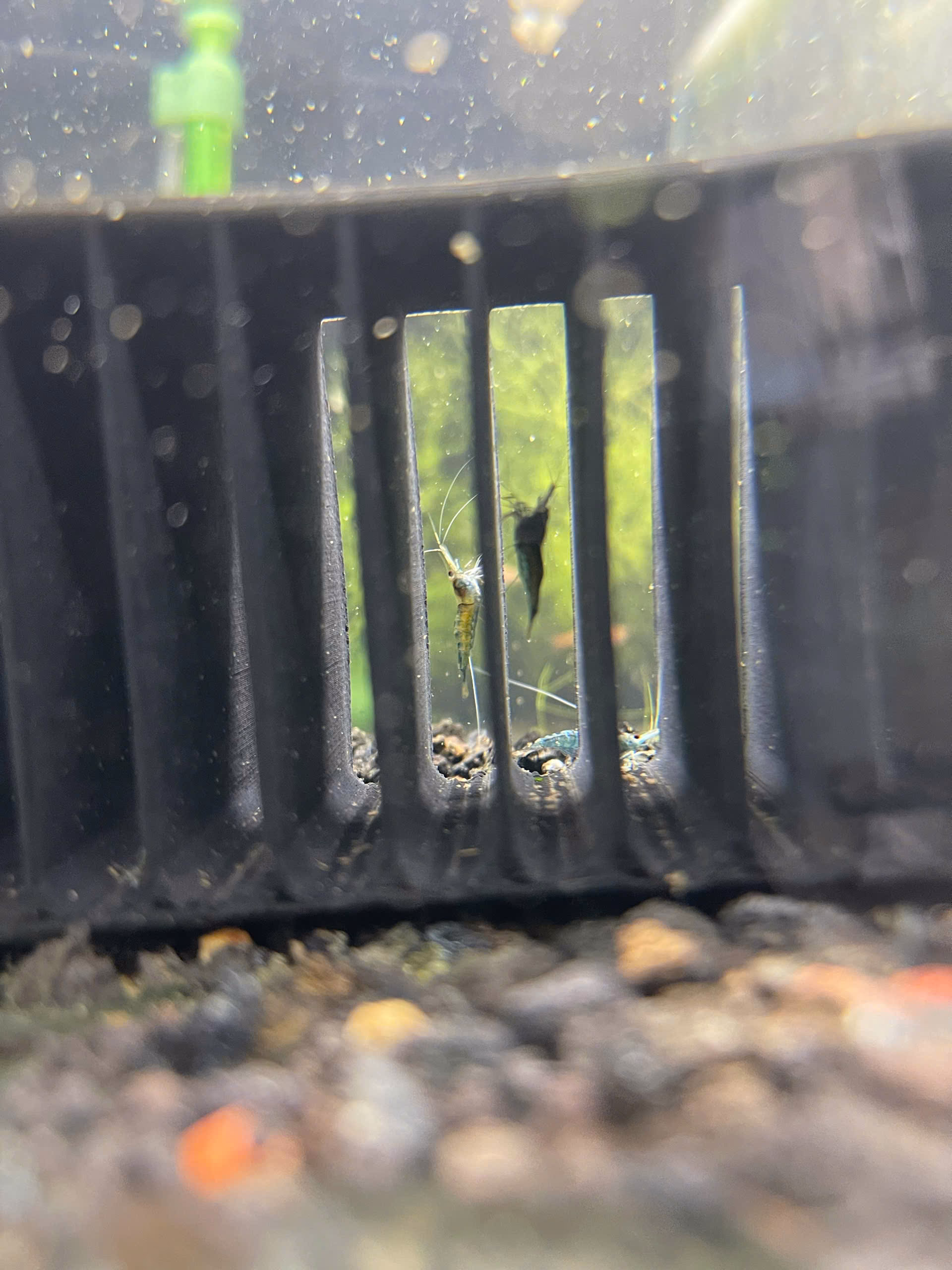 Sula Blue Ghost Common – Tép cảnh - Ảnh 2