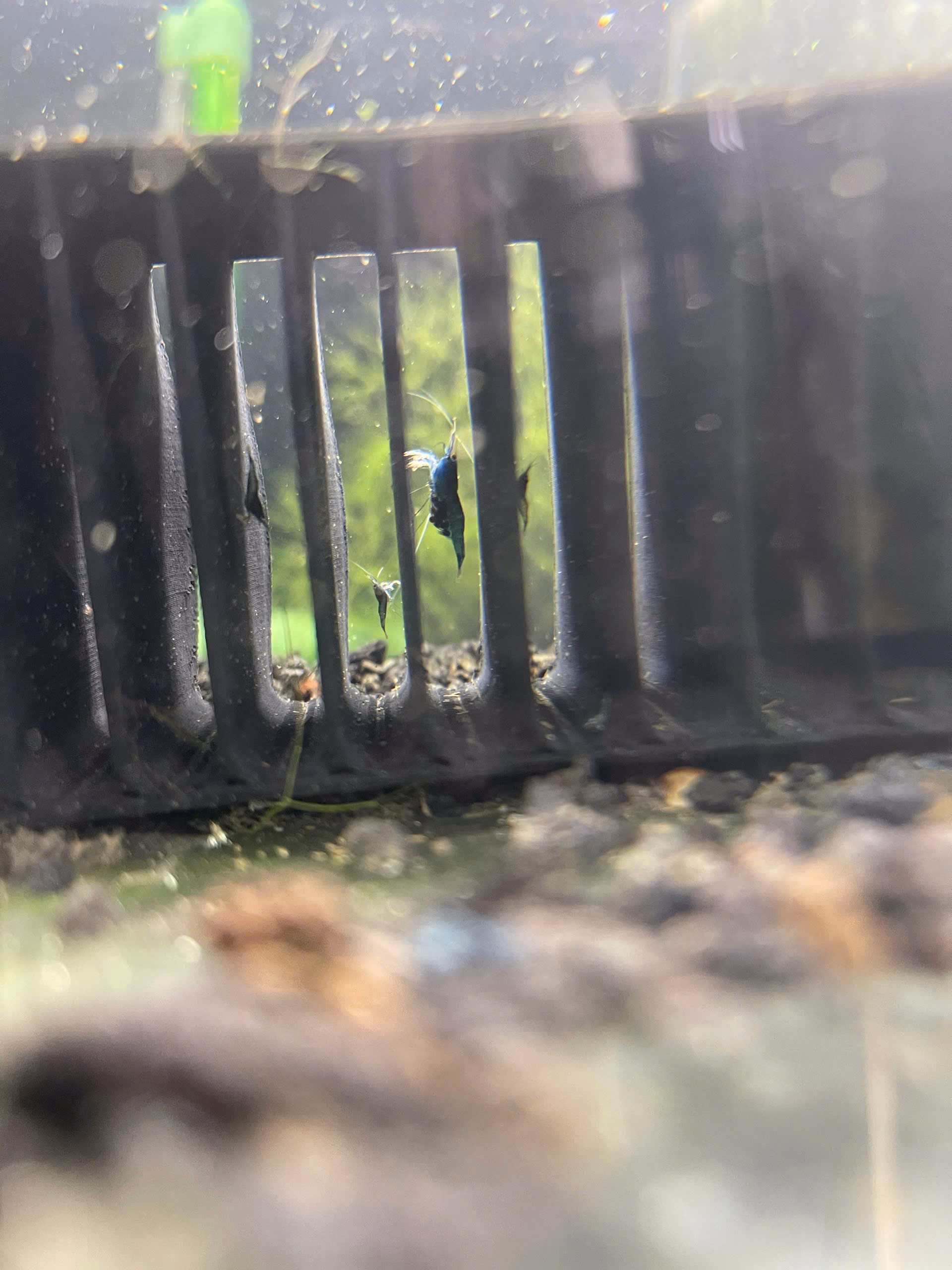 Sula Blue Ghost Common – Tép cảnh - Ảnh 3