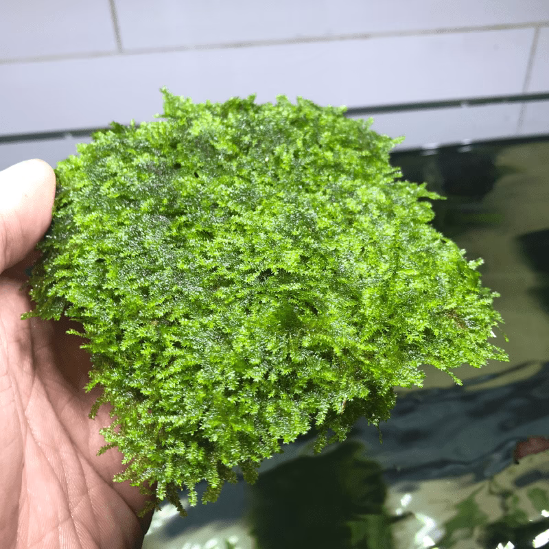 Rêu Mini Taiwan - Làm đẹp hồ