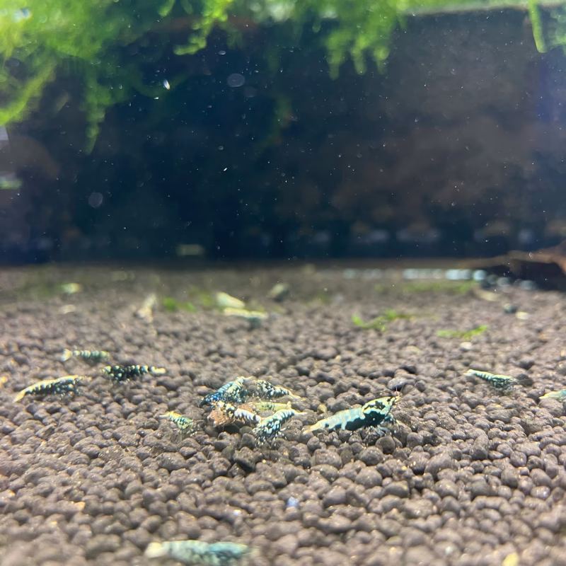 Loạn Lạnh Đa Sắc Màu Random – Tép Cảnh