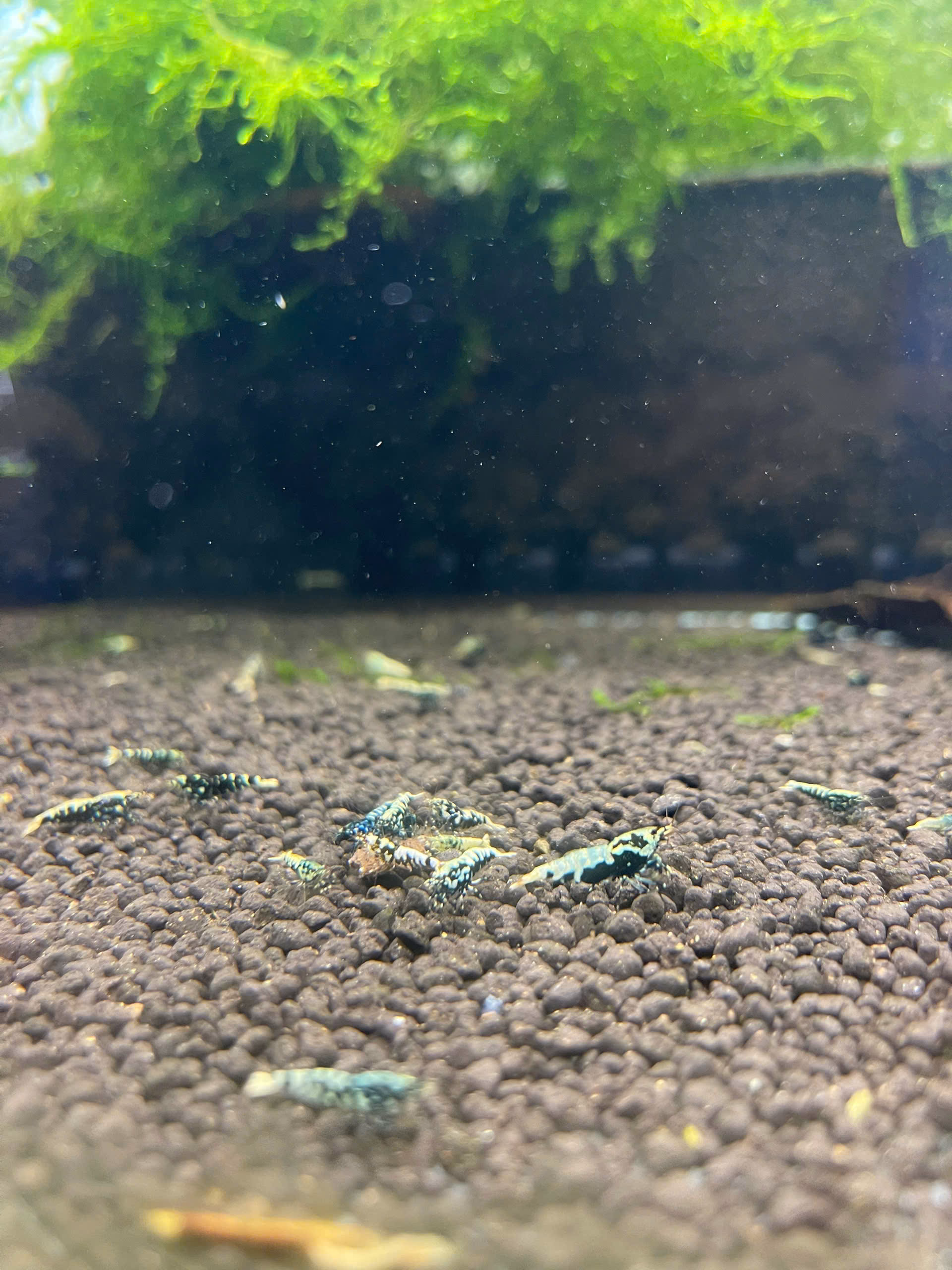 Loạn Lạnh Đa Sắc Màu Random – Tép Cảnh