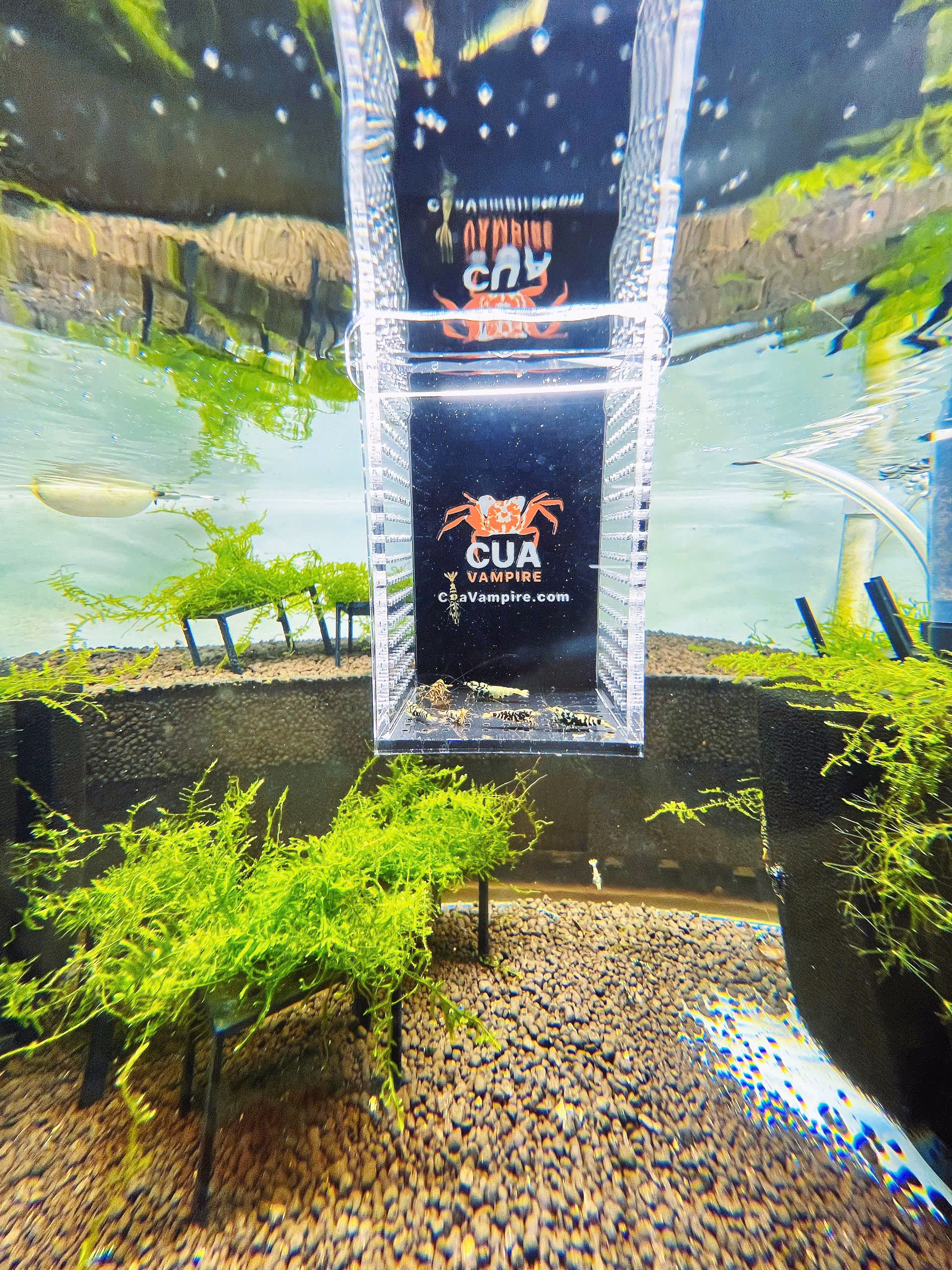 Box Tép - Dễ quan sát, tiện dụng - Ảnh 5