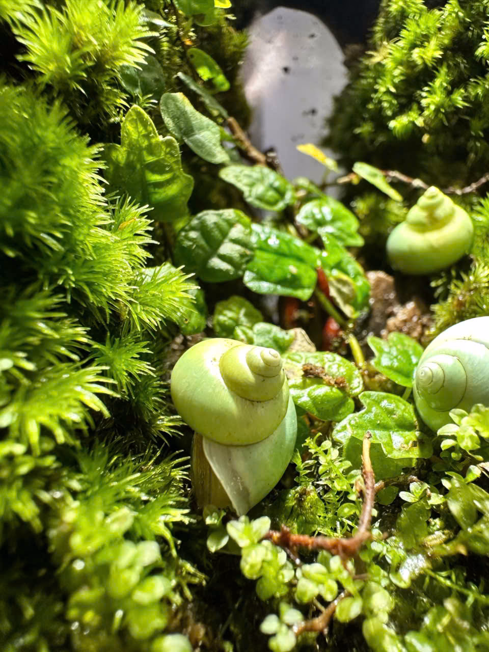 Ốc sên Leptopoma Nitidum - Dòng sưu tầm - Japan - Ảnh 4