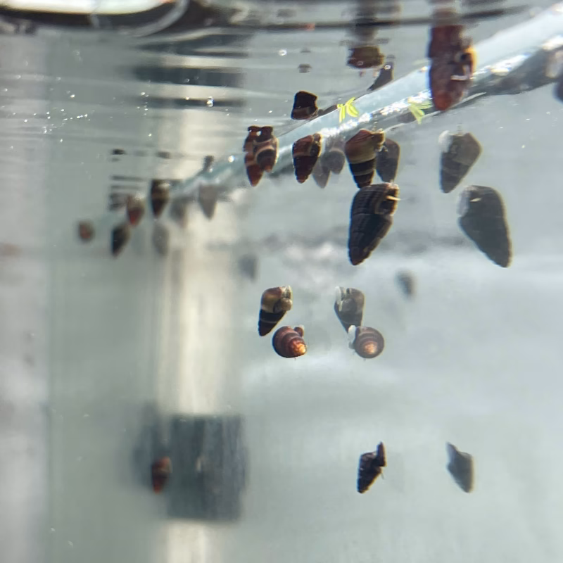 Ốc Sula Baby Random – Baby Sula Snail– Baby Rabbit Snail