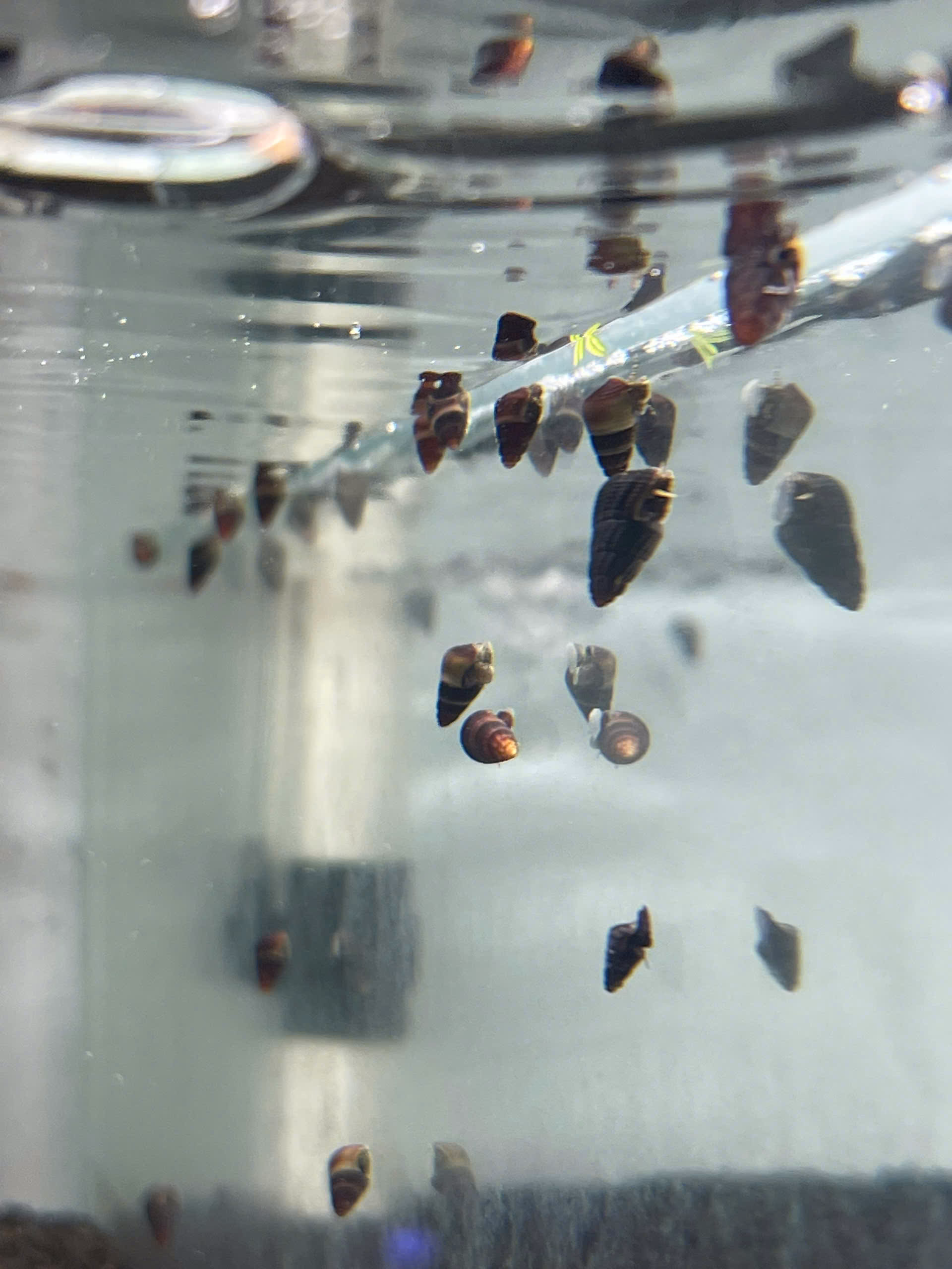 Ốc Sula Baby Random – Baby Sula Snail– Baby Rabbit Snail