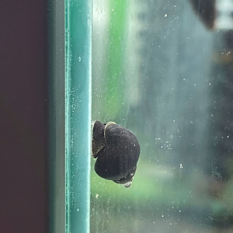 Ốc Sula Triangel – Triangel Sula Snail – Triangel Rabbit Snail