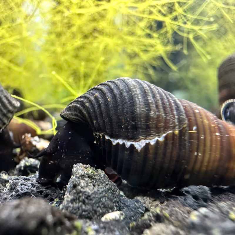 Ốc Sula Black Dov – Black Dov Sula Snail
