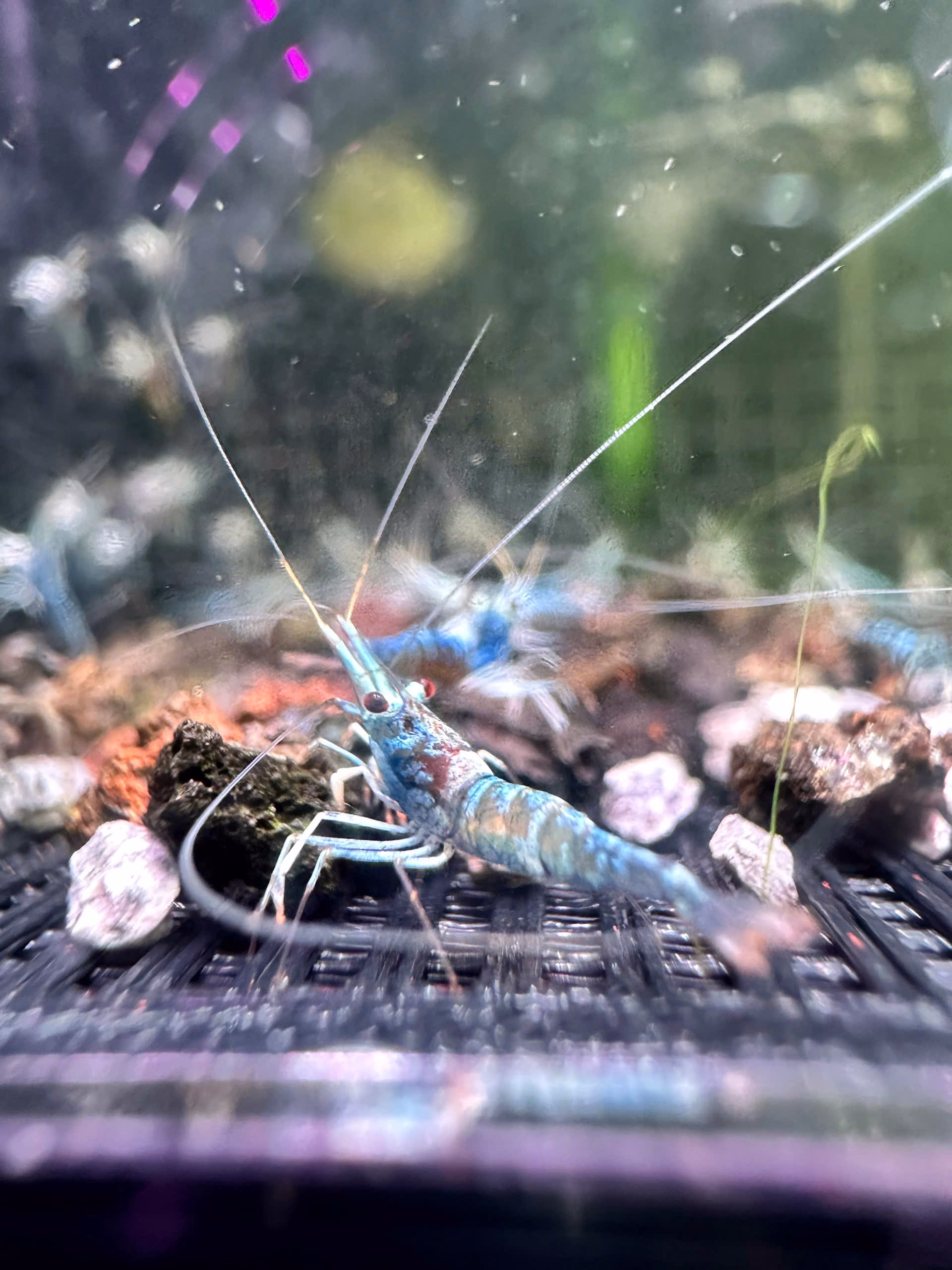 Sula Blue Ghost Common – Tép cảnh