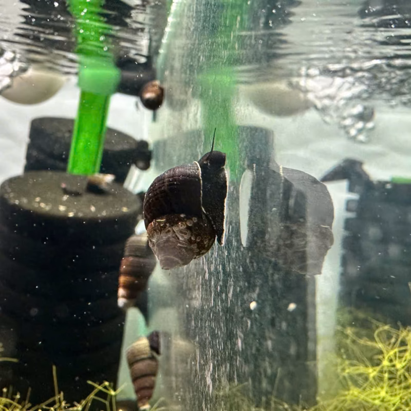 Ốc Sula Triangel – Triangel Sula Snail – Triangel Rabbit Snail