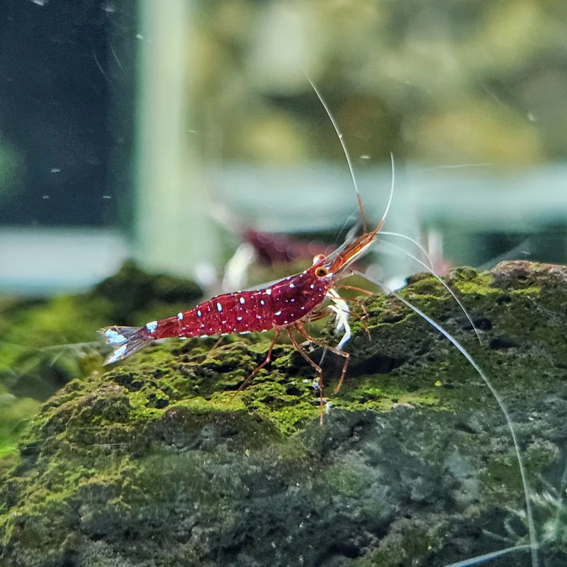 White Socks – Sulawesi – Caridina Dennerli – Chân Trắng