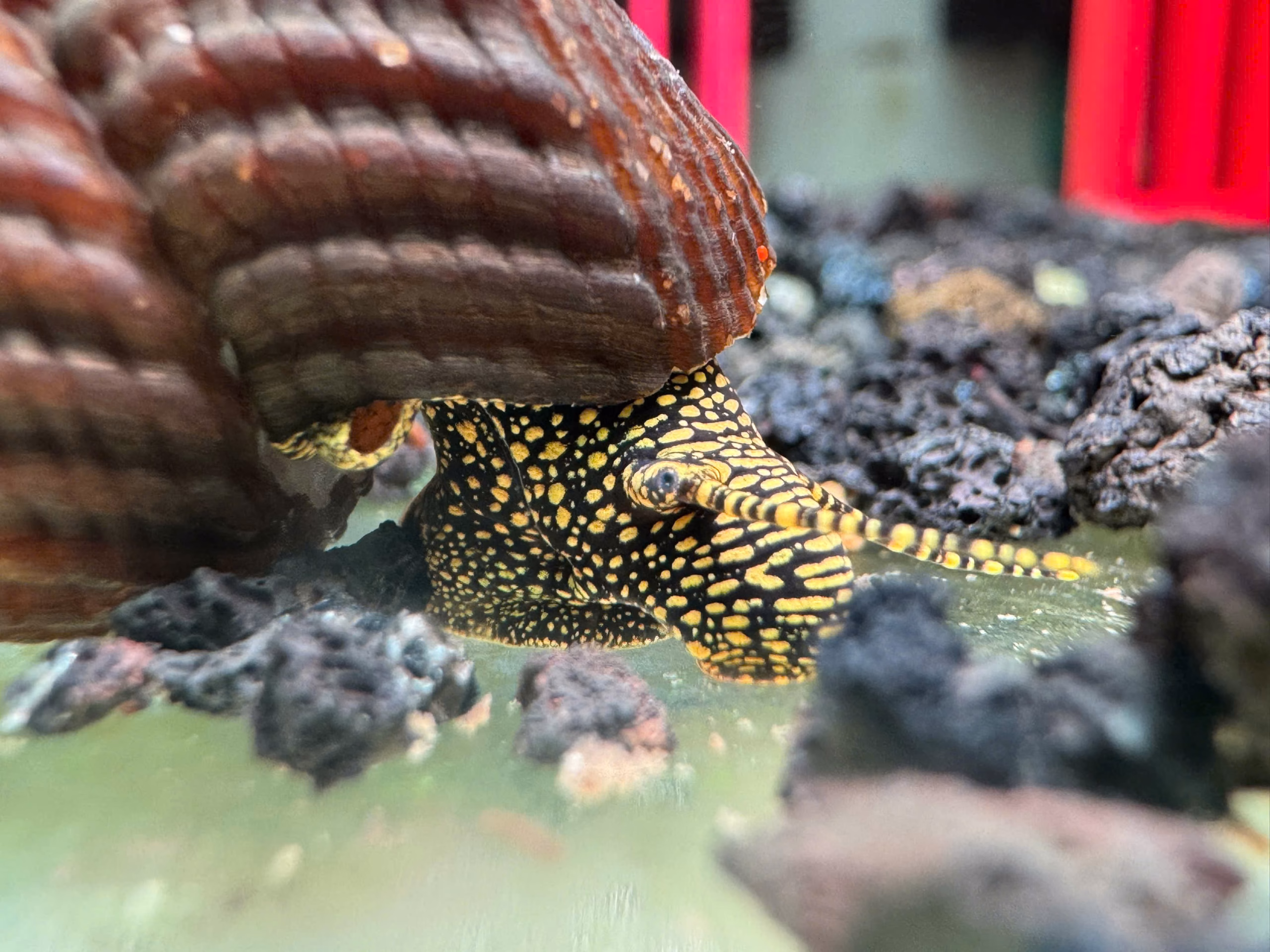 Ốc Sula Đốm Vàng – Golden Spot Sula Snail – Golden Spot Rabbit Snail - Ảnh 3