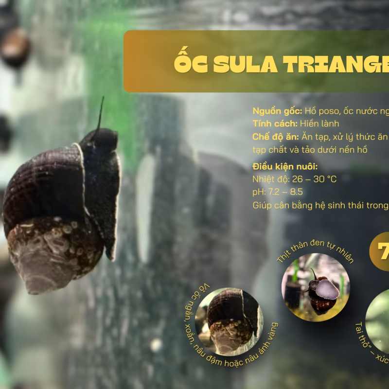 Ốc Sula Triangel – Triangel Sula Snail – Triangel Rabbit Snail