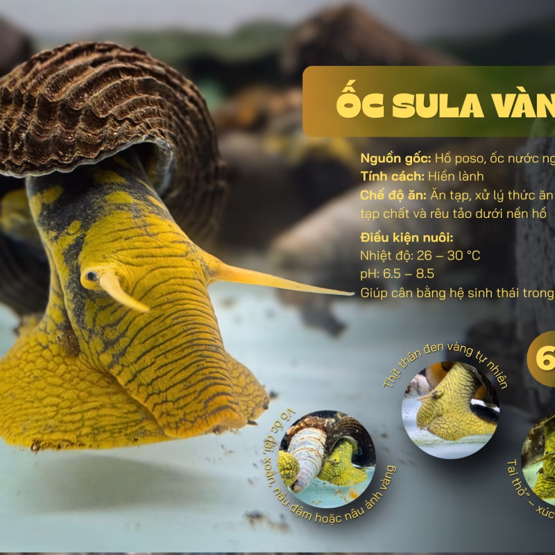 Ốc Sula Vàng– Yellow Poso Sula Snail – Yellow Poso Rabbit Snail