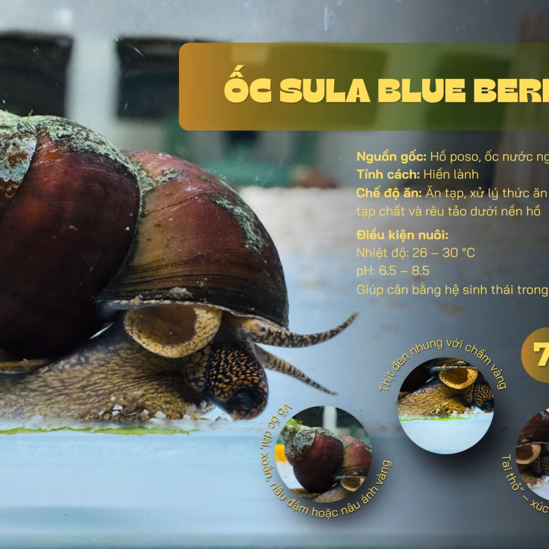 Ốc Sula Blue Berry – Blue Berry Sula Snail– Blue Berry Rabbit Snail