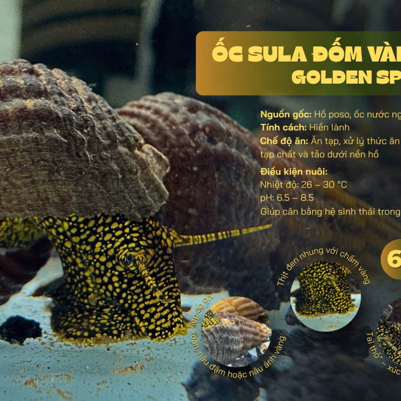 Ốc Sula Đốm Vàng – Golden Spot Sula Snail – Golden Spot Rabbit Snail