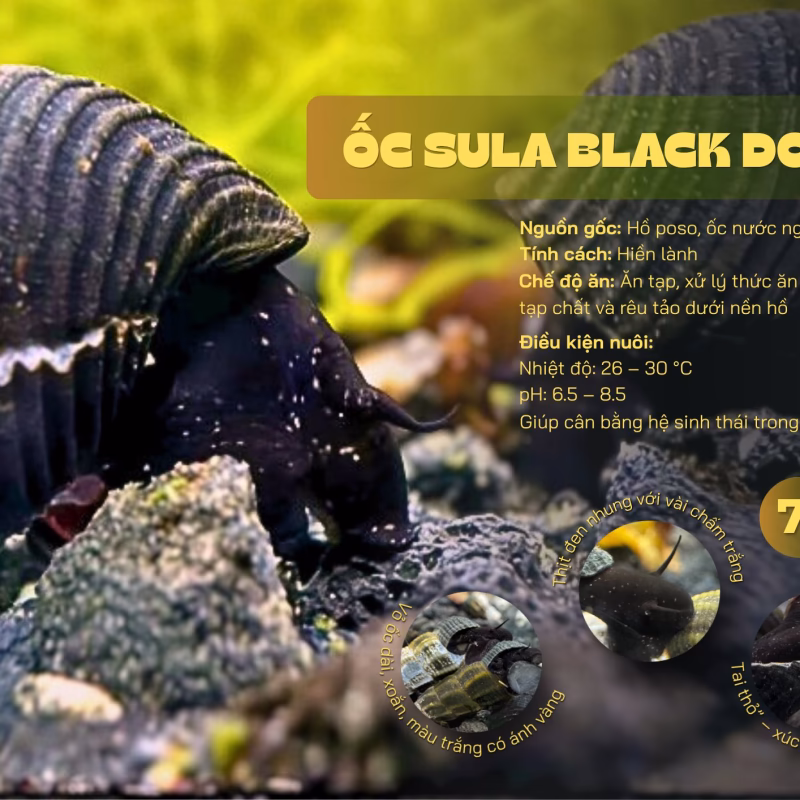 Ốc Sula Black Dov – Black Dov Sula Snail