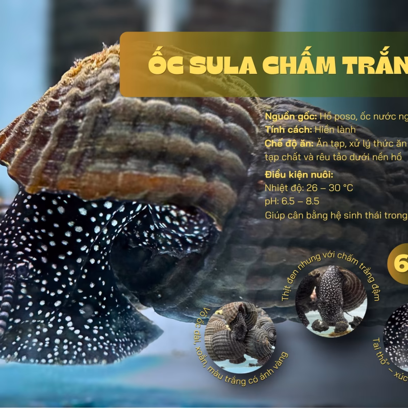 Ốc Sula Chấm Trắng – White Spot Sulawesi Snail – White Spot Rabbit Snail