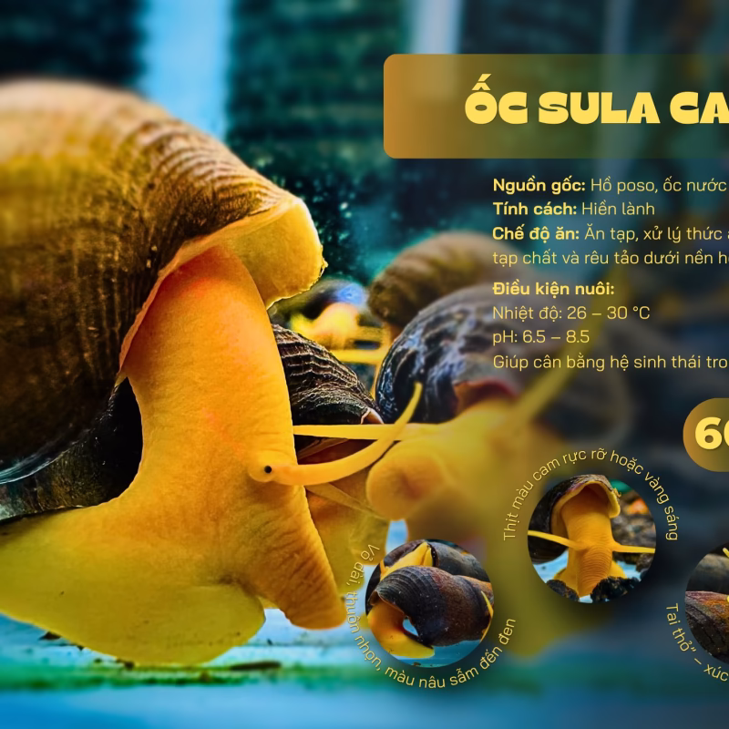 Ốc Sula Cam – Orange Sulawesi Snail – Orange Poso Snail