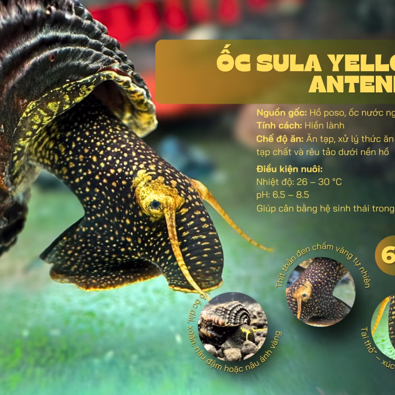 Ốc Sula Yellow Antenna – Yellow Antenna Sula Snail– Yellow Antenna Rabbit Snail
