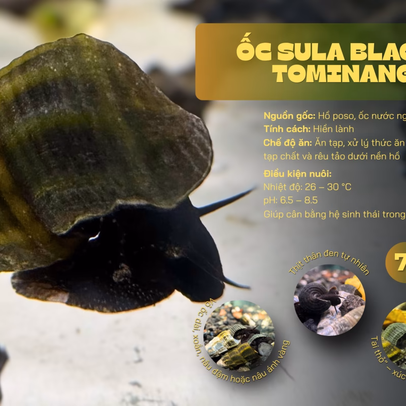 Ốc Sula Black Tominanga – Black Tominanga Sula Snail – Black Tominanga Rabbit Snail