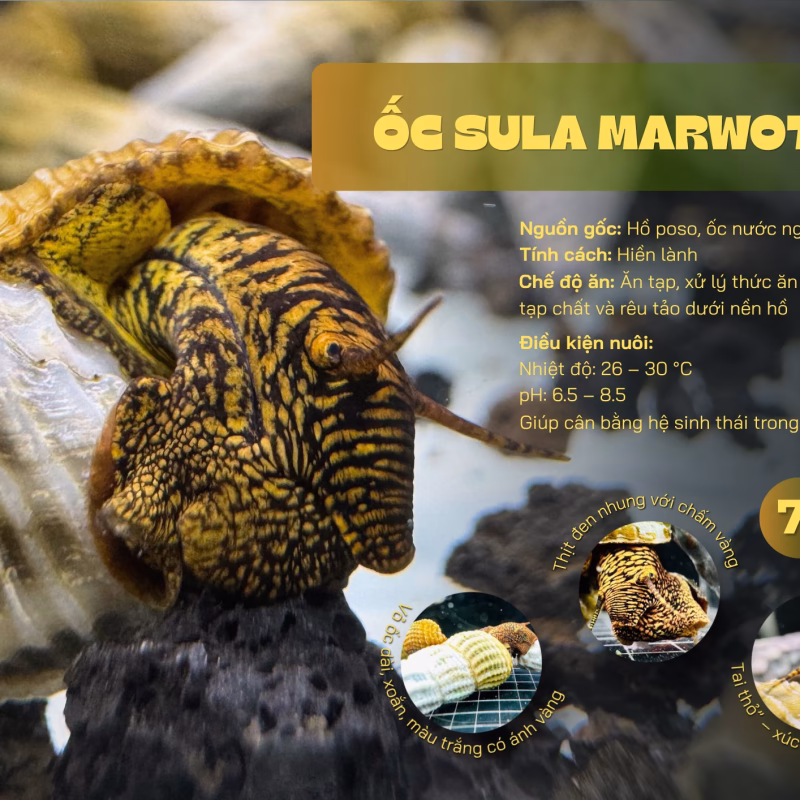 Ốc Sula Marwoto – Marwoto Sula Snail– Marwoto Rabbit Snail
