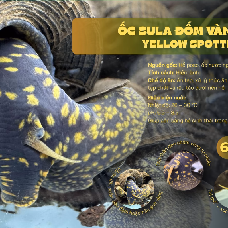 Ốc Sula Đốm Vàng – Yellow Spotted Sulawesi Snail – Yellow Spotted Poso Snail