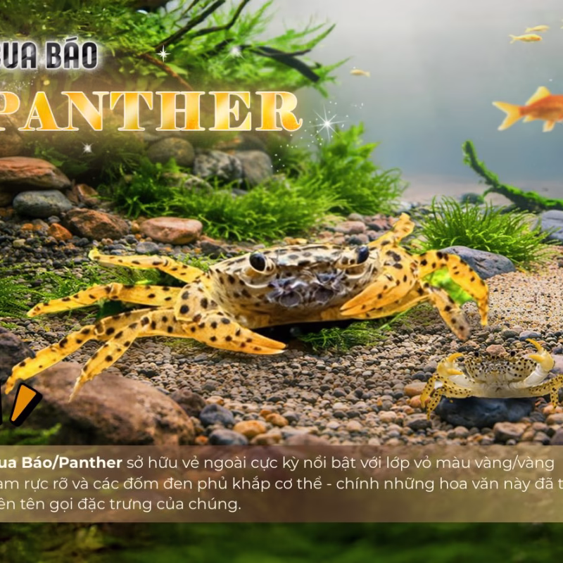 Cua Báo - Panther Crabs - Thuỷ sinh