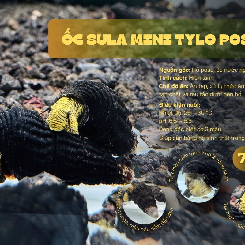 Ốc Sula Mini Tylo Poso – Mini Tylo Poso Sula Snail– Mini Tylo Poso Rabbit Snail