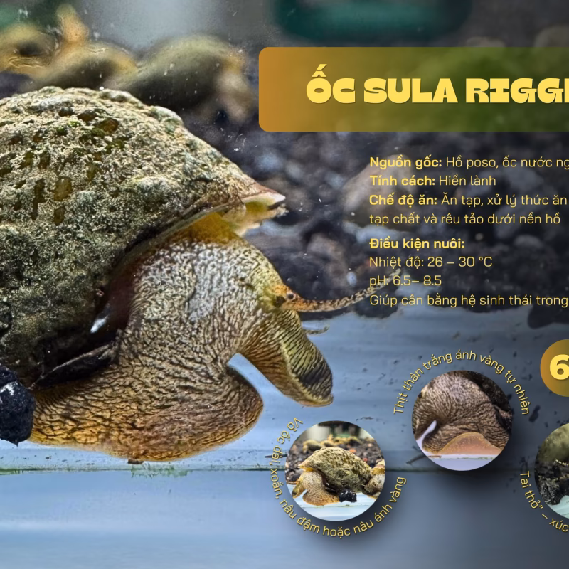 Ốc Sula Rigget – Rigget Sula Snail – Rigget Rabbit Snail
