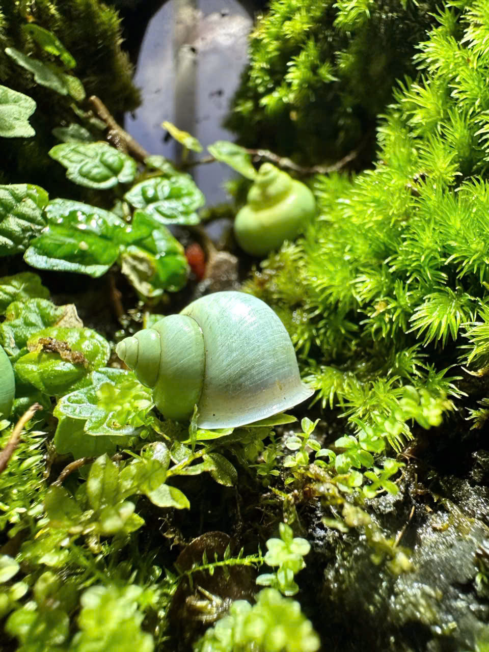 Ốc sên Leptopoma Nitidum - Dòng sưu tầm - Japan - Ảnh 2
