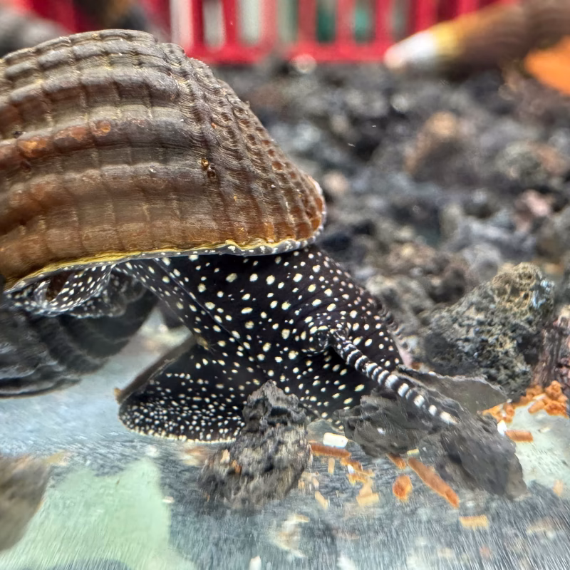 Ốc Sula Chấm Trắng – White Spot Sulawesi Snail – White Spot Rabbit Snail