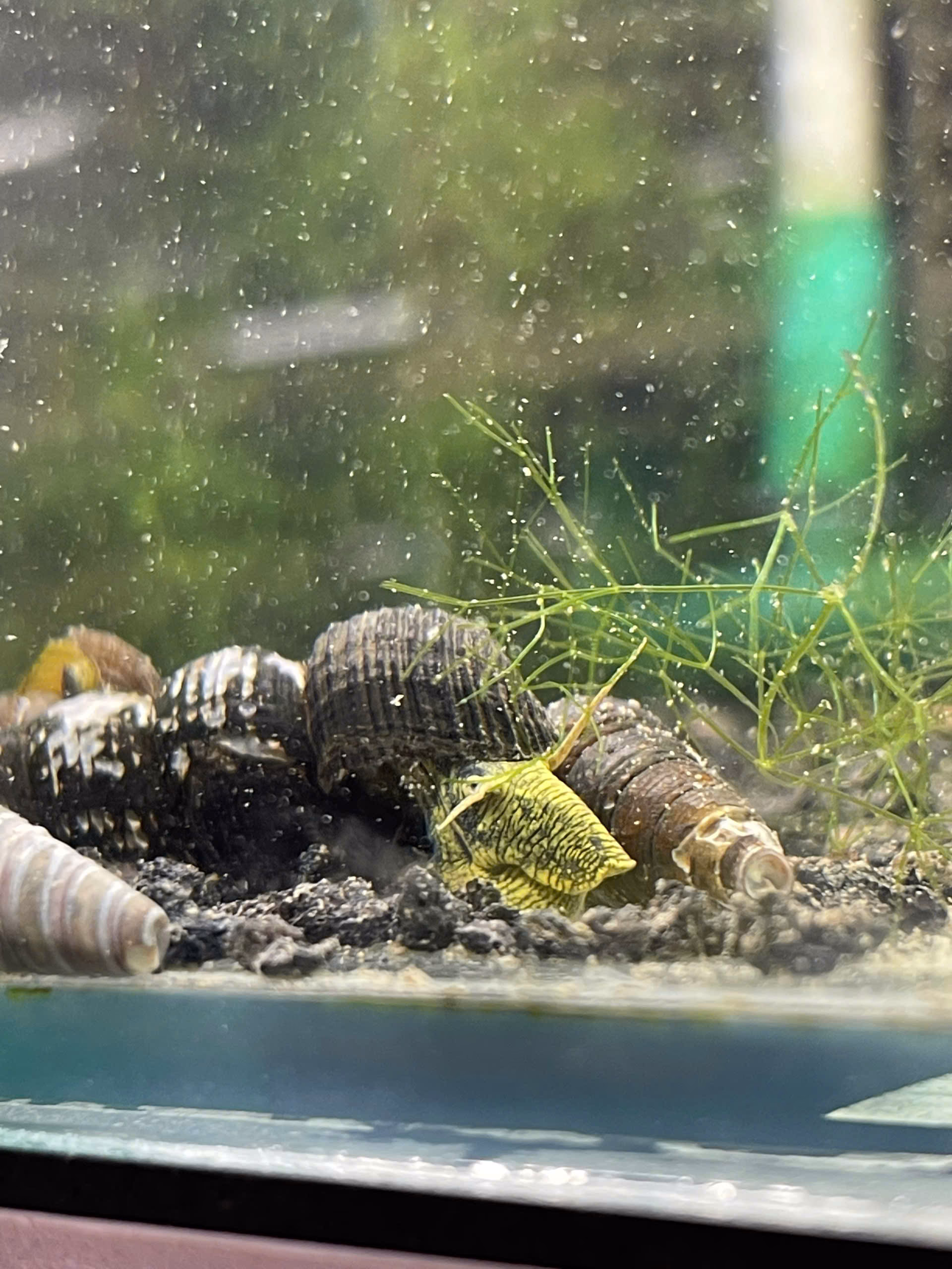 Ốc Sula Vàng– Yellow Poso Sula Snail – Yellow Poso Rabbit Snail